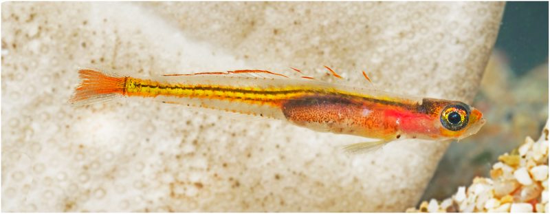 Ember goby. (Image: Barry Brown via PLOS One)